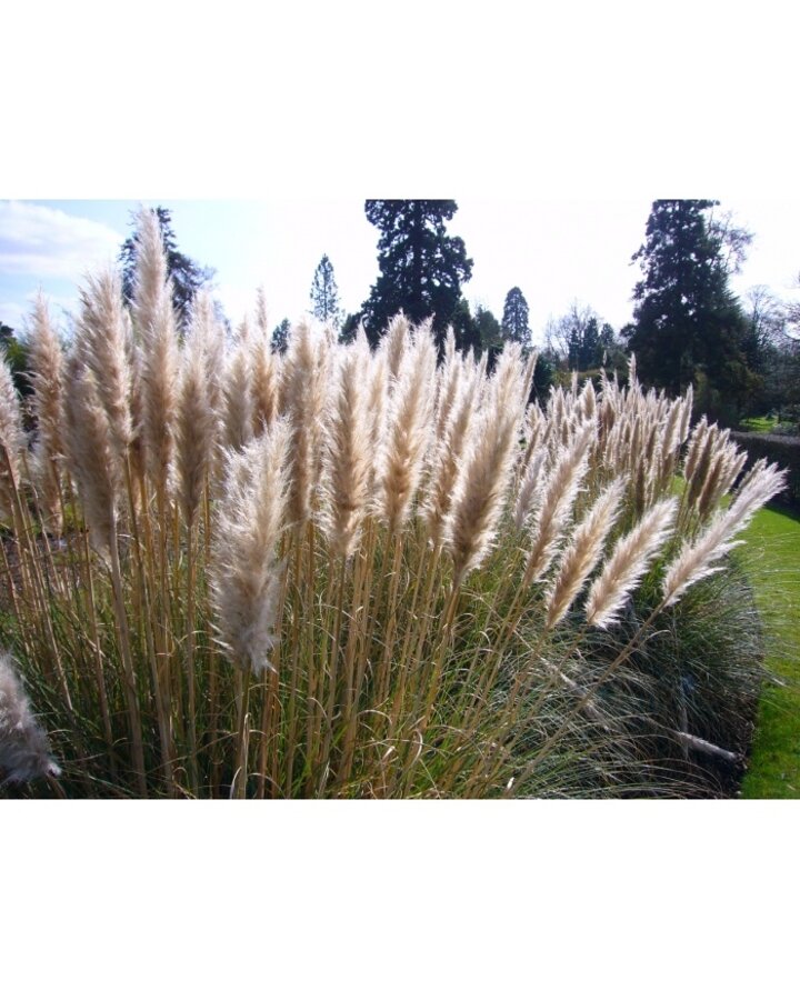 Cortaderia sell. 'Pumila' | Pampasgras | Siergras