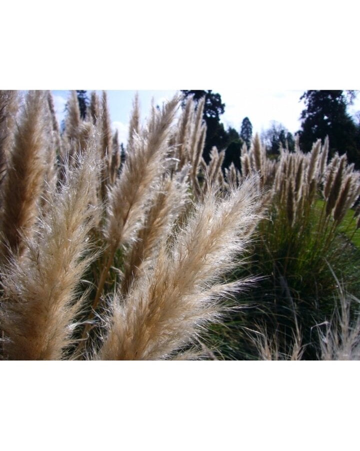 Cortaderia sell. 'Pumila' | Pampasgras | Siergras