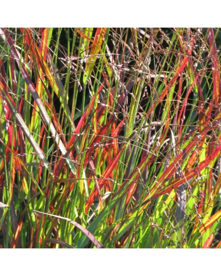 Panicum virg. 'Rehbraun | Vingergras | Siergras