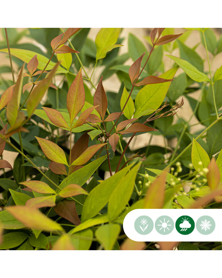 Nandina domestica 'Obsessed' | Hemelse bamboe