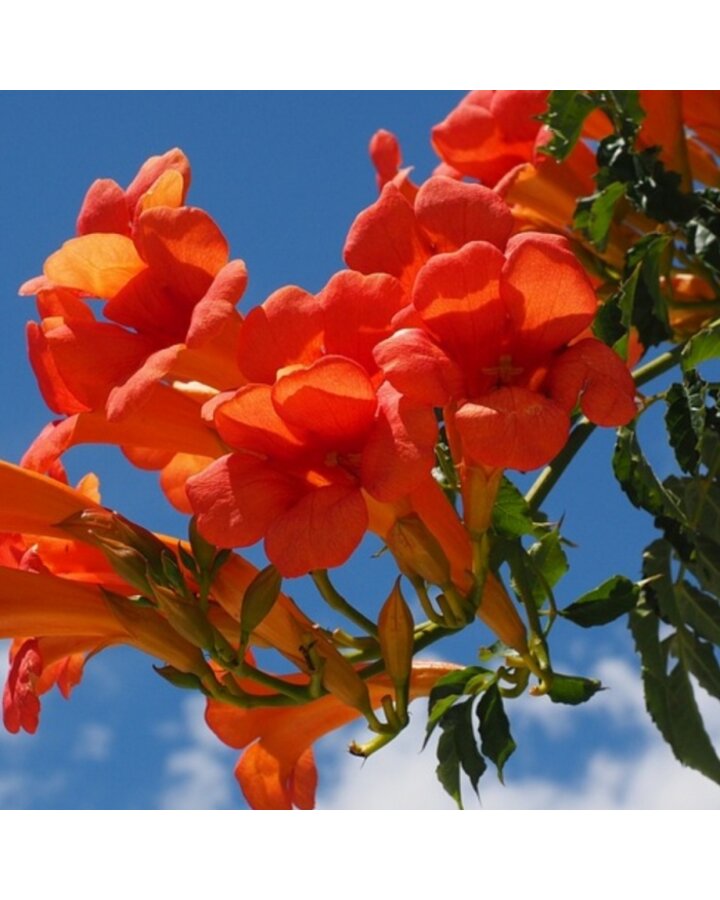 Campsis radicans | Trompetbloem  | Klimplanten