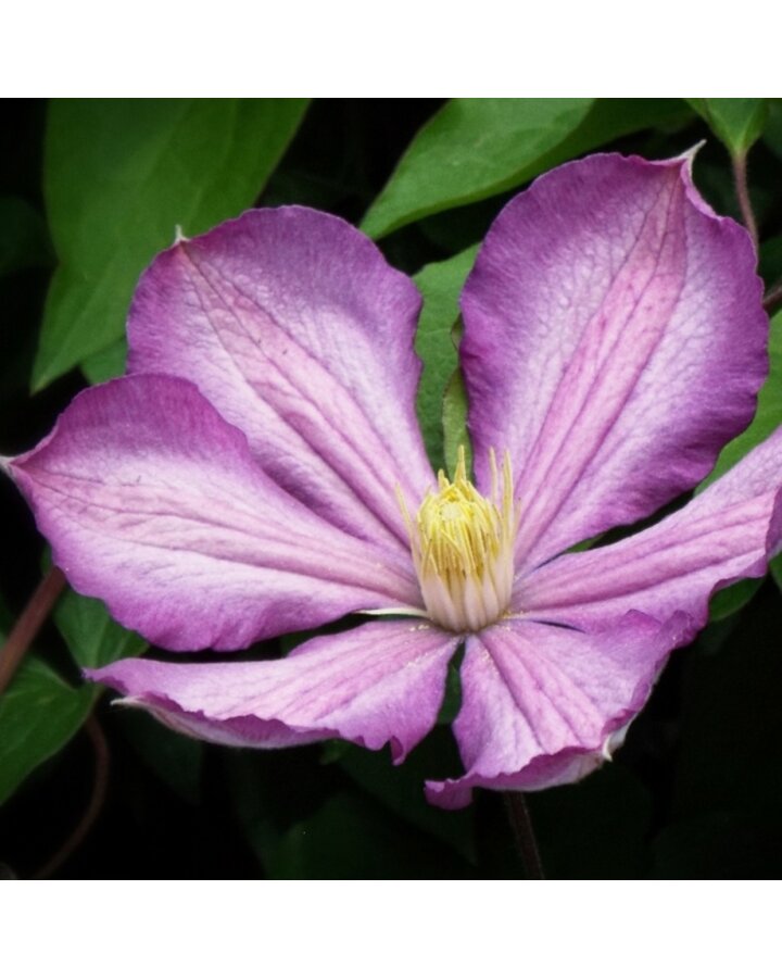 Clematis 'Jackmanii' | Bosrank | Klimplanten