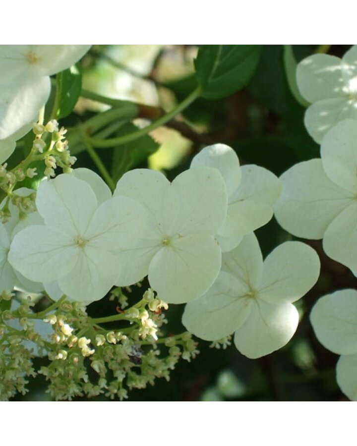 Hydrangea anomala petiolaris | Klimhortensia