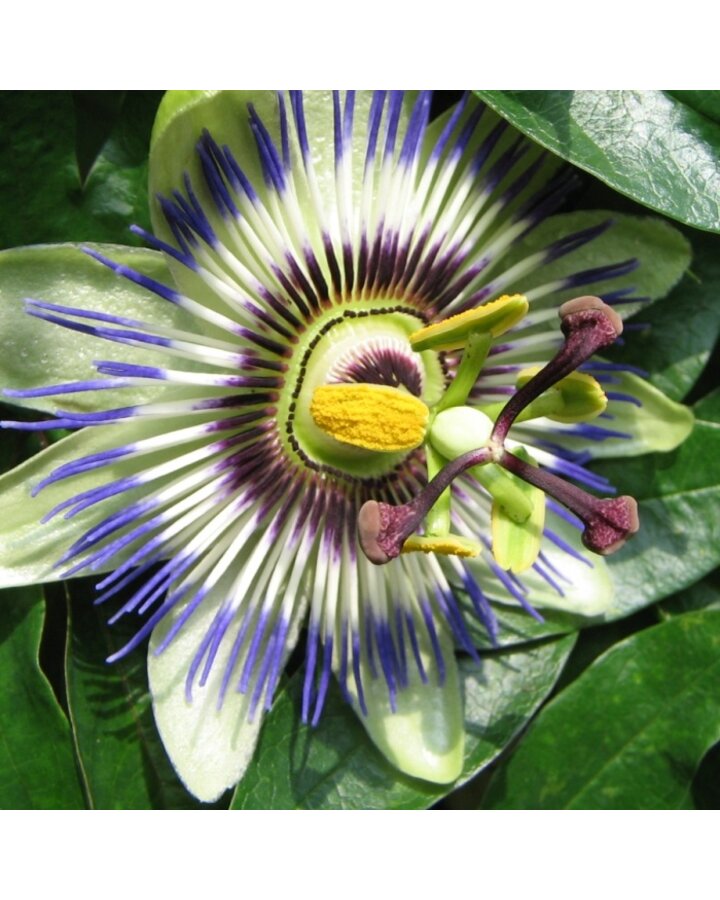 Passiflora caerulea | Passiebloem