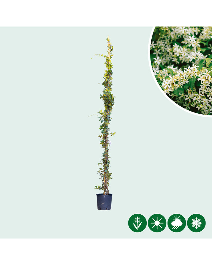 Trachelospermum jasminoides | Witte Toscaanse Jasmijn  | Klimplanten