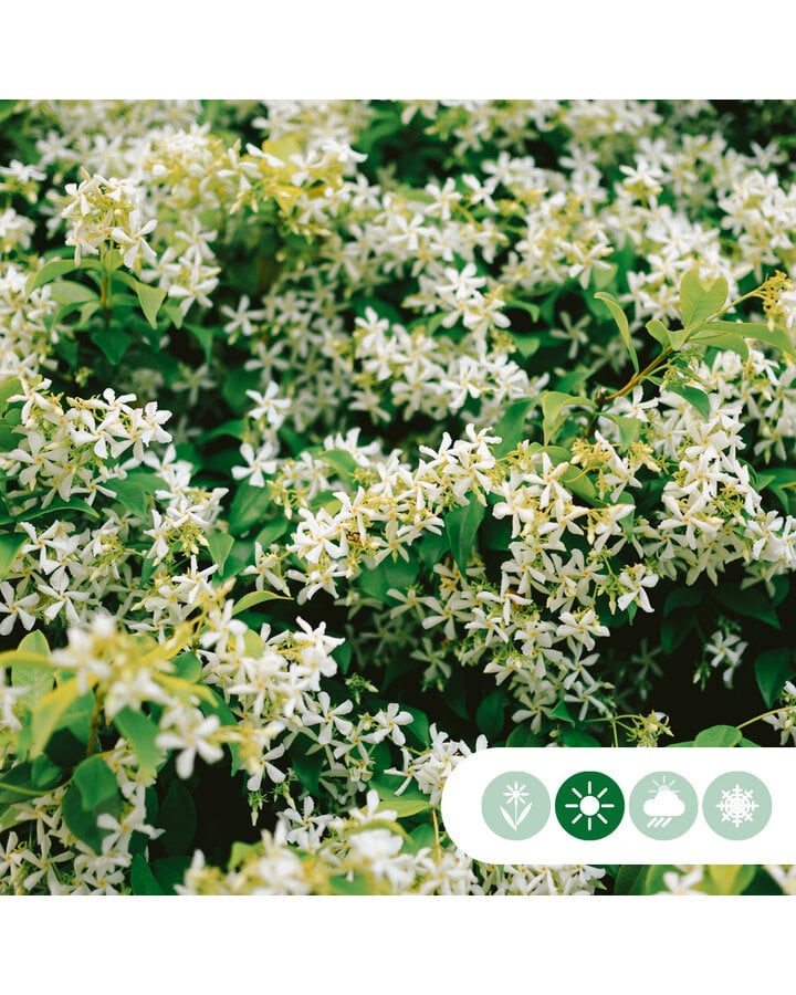 Trachelospermum jasminoides | Witte Toscaanse Jasmijn  | Klimplanten