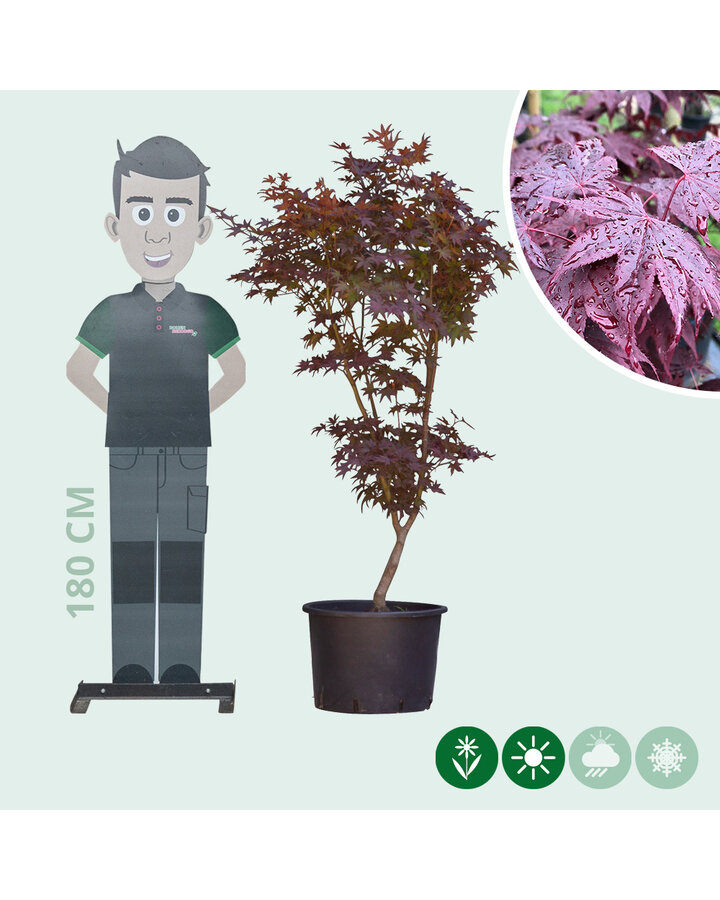 Acer pal. 'Bloodgood' | Japanse esdoorn