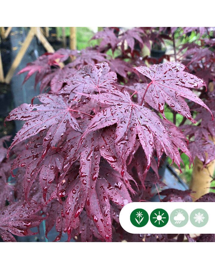 Acer pal. 'Bloodgood' | Japanse esdoorn