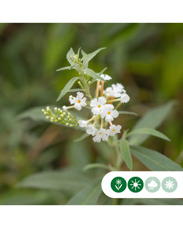 Buddleja dav. 'White Profusion' | Vlinderstruik