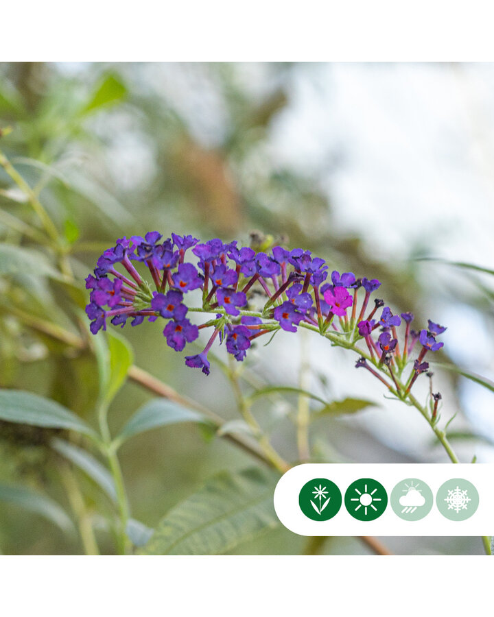 Buddleja dav. 'Royal Red' | Vlinderstruik  | Heester