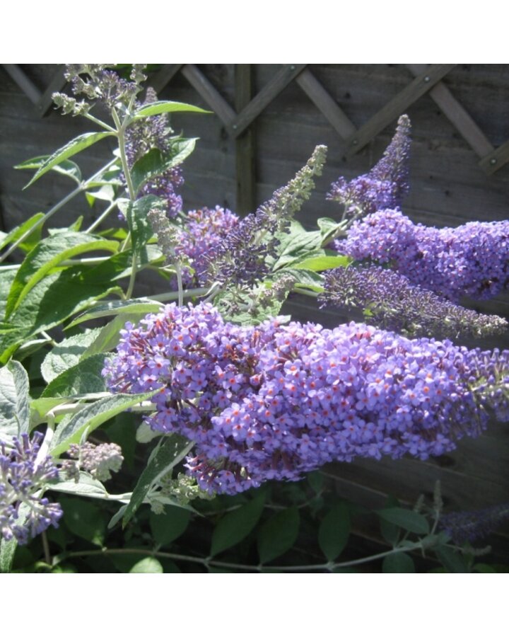 Buddleja 'Lochinch' | Vlinderstruik