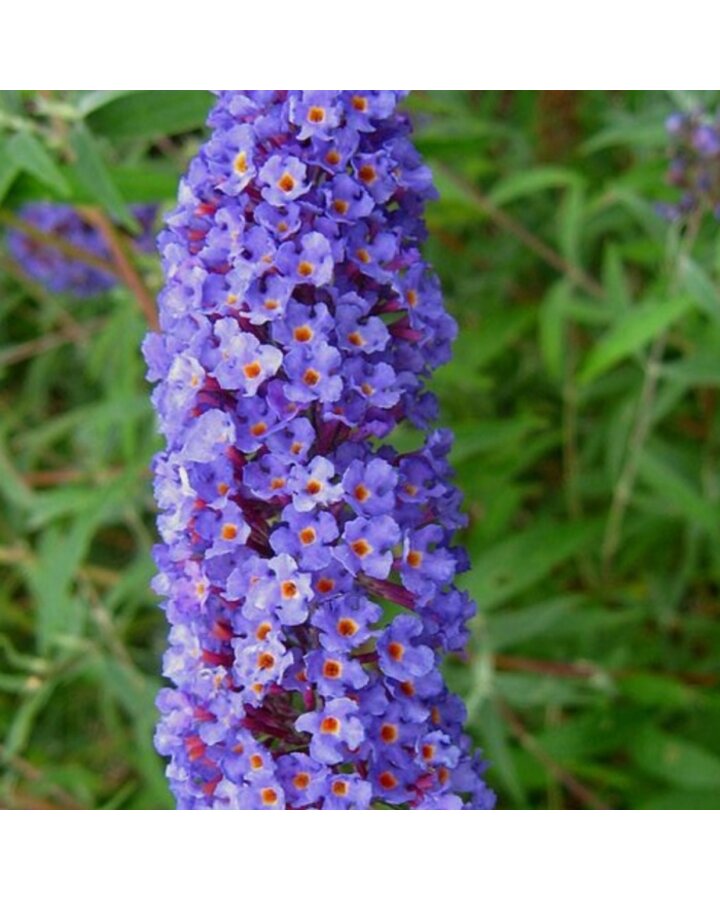 Buddleja dav. 'Nanho Blue' | Vlinderstruik