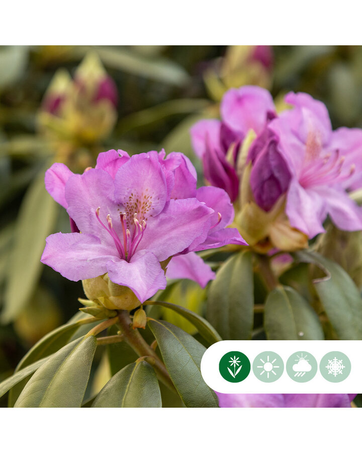 Rhododendron 'Catawb. Grandiflorum'