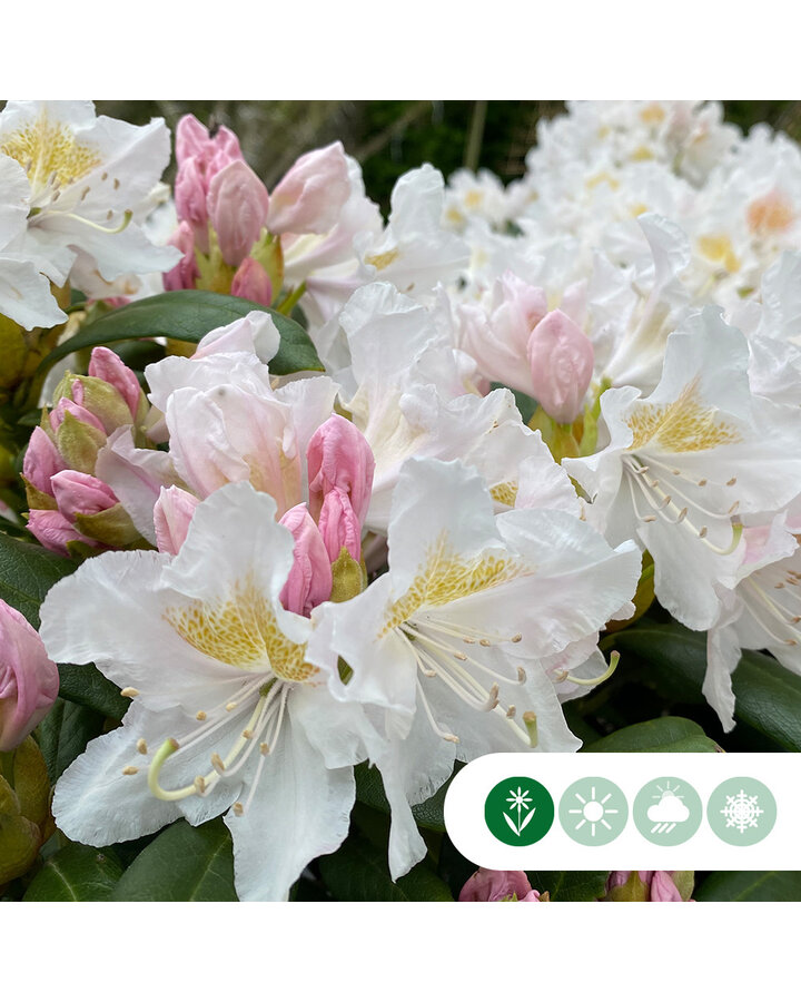 Rhododendron 'Cunningham's White'