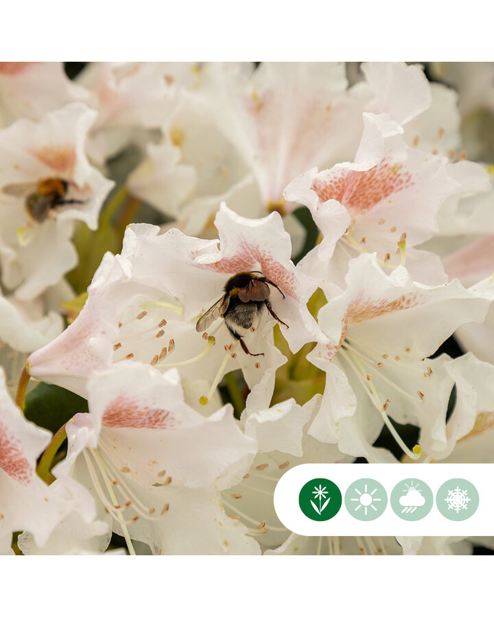 Rhododendron 'Cunningham's White'