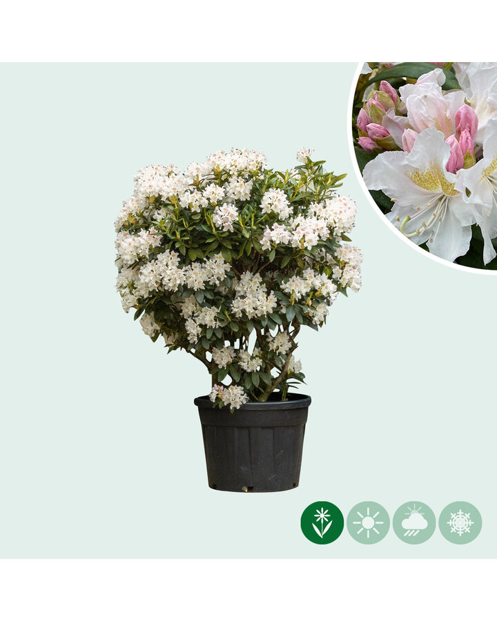 Rhododendron 'Cunningham's White'