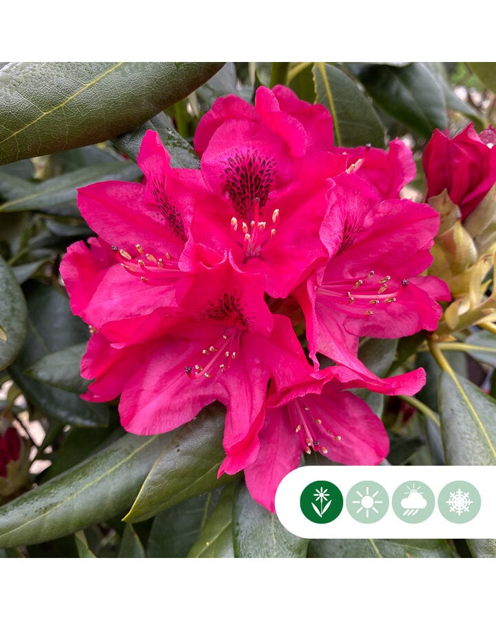 Rhododendron 'Nova Zembla'