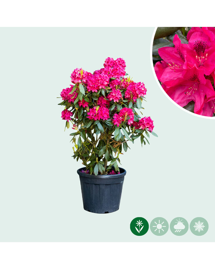 Rhododendron 'Nova Zembla'