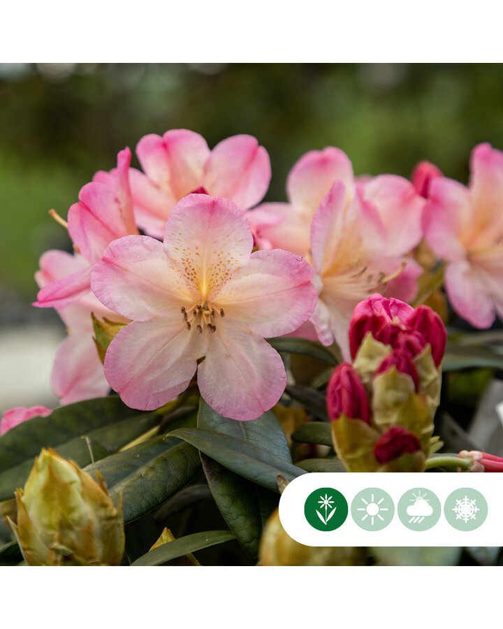 Rhododendron 'Percy Wiseman'