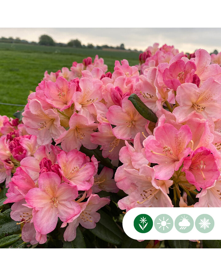 Rhododendron 'Percy Wiseman'