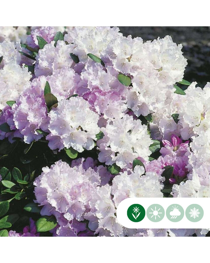 Rhododendron (Y) 'Silberwolke' / Dwergrhododendron
