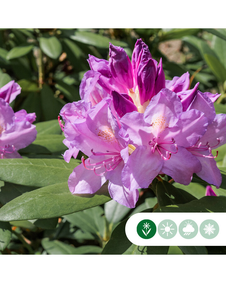 Rhododendron 'Catawb. Boursault'