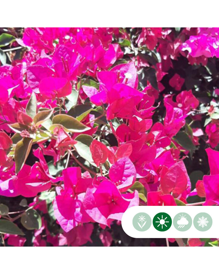 Bougainvillea 'Alexandra' | Bougainville