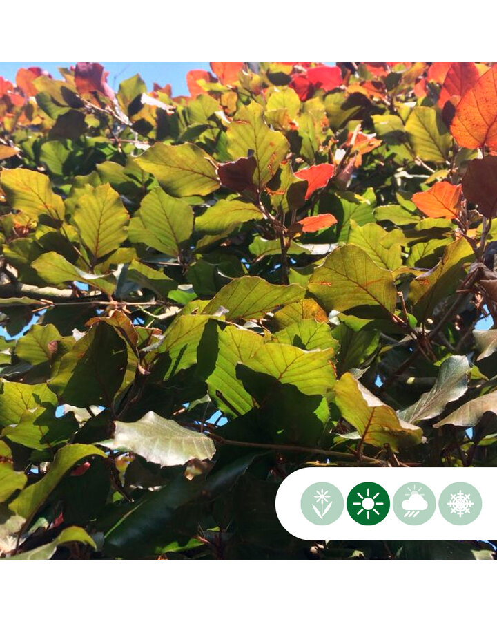 Fagus syl. 'Atropunicea' | Rode beuk | Leiboom