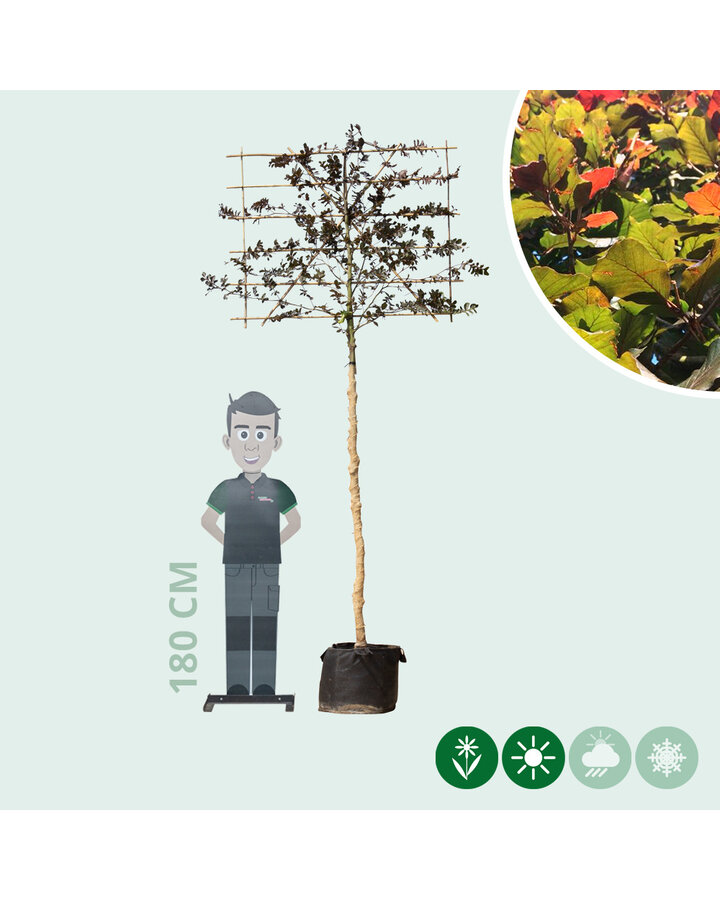 Fagus syl. 'Atropunicea' | Rode beuk | Leiboom