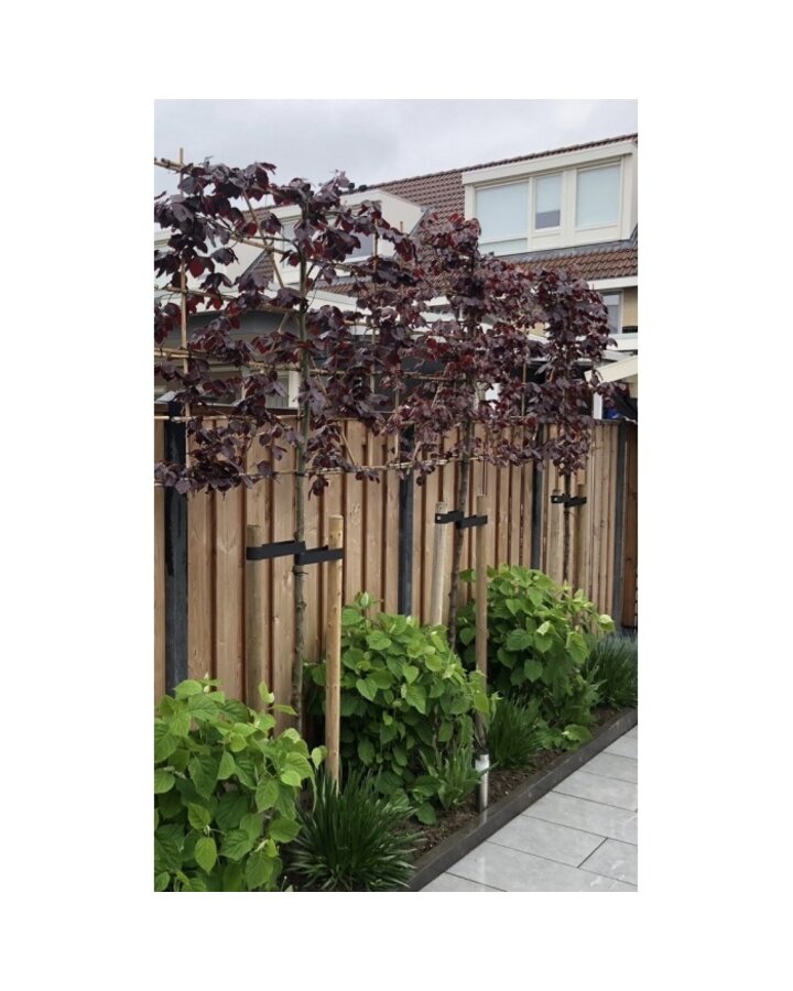 Fagus syl. 'Atropunicea' | Rode beuk | Leiboom