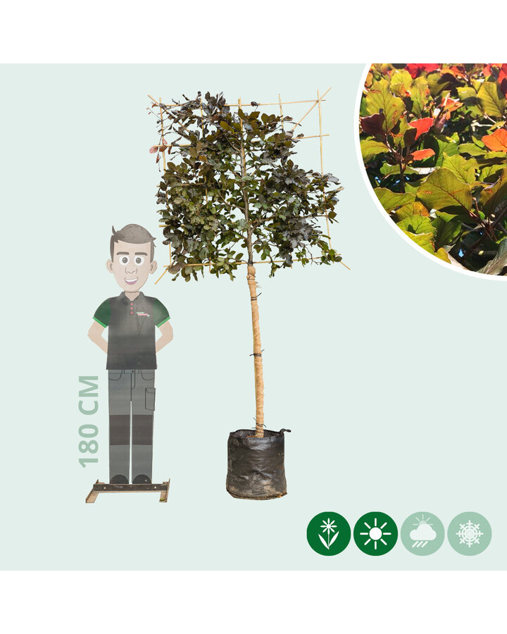 Fagus syl. 'Atropunicea' | Rode beuk | Leiboom