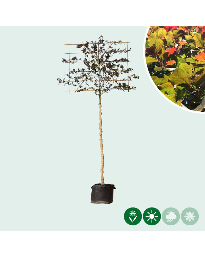 Fagus syl. 'Atropunicea' | Rode beuk | Leiboom