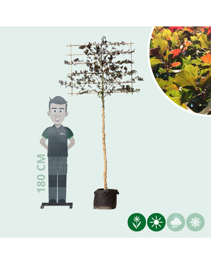 Fagus syl. 'Atropunicea' | Rode beuk | Leiboom