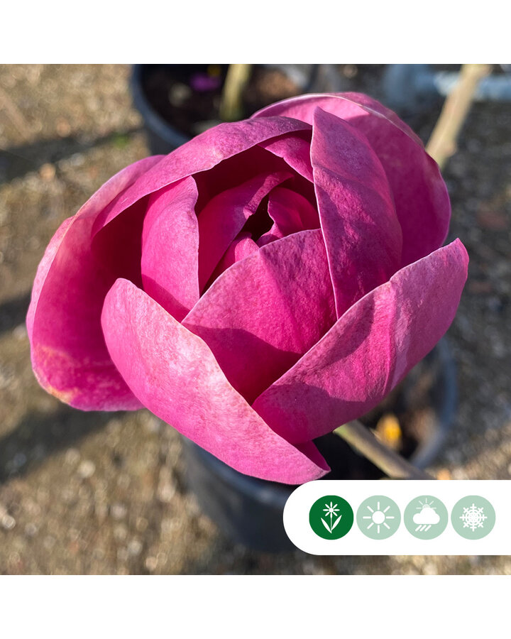 Magnolia 'Black Tulip' | Beverboom