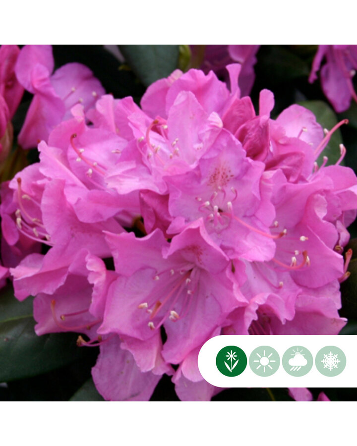 Rhododendron 'Roseum Elegans'