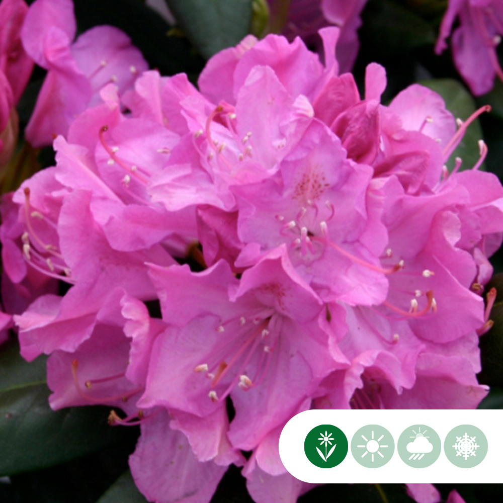 Rhododendron 'Roseum Elegans' Alpenroos Heester De