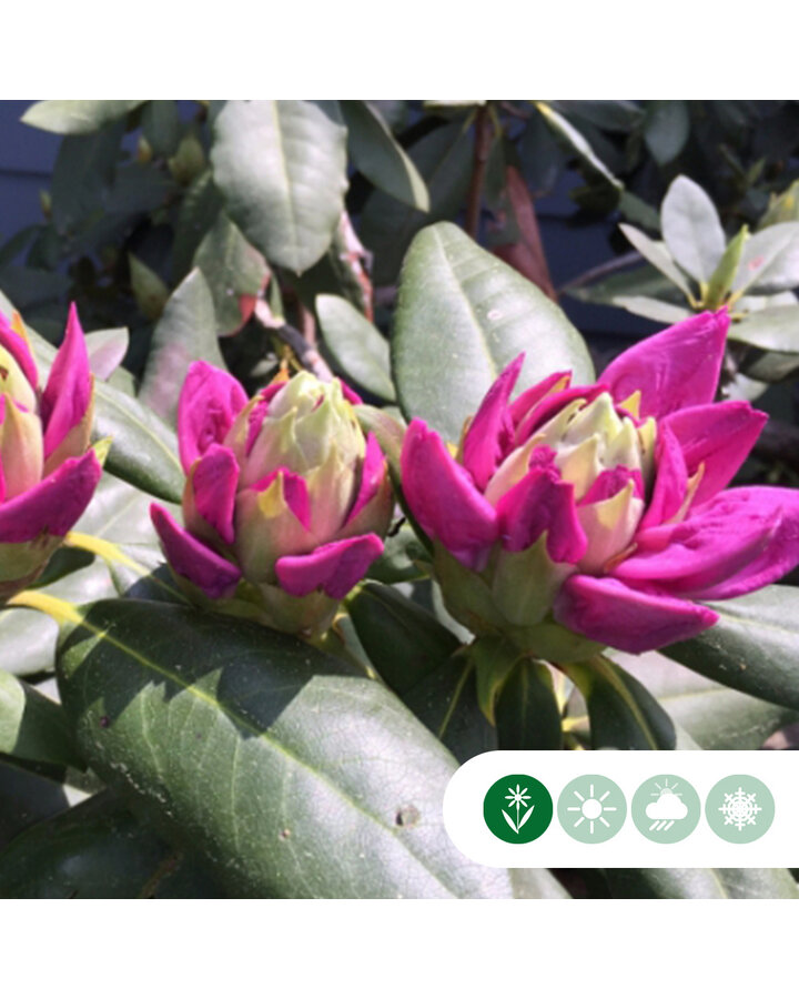 Rhododendron 'Roseum Elegans'