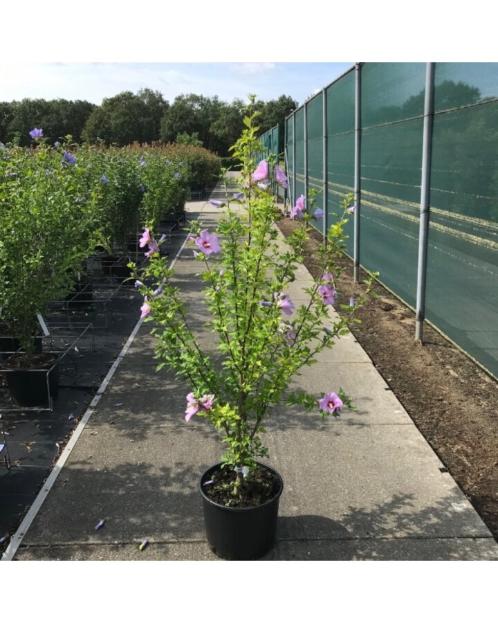 Hibiscus syr. 'Woodbridge' | Chinese roos