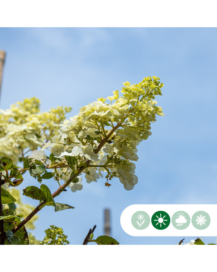 Hydrangea pan. 'Limelight' | Pluimhortensia