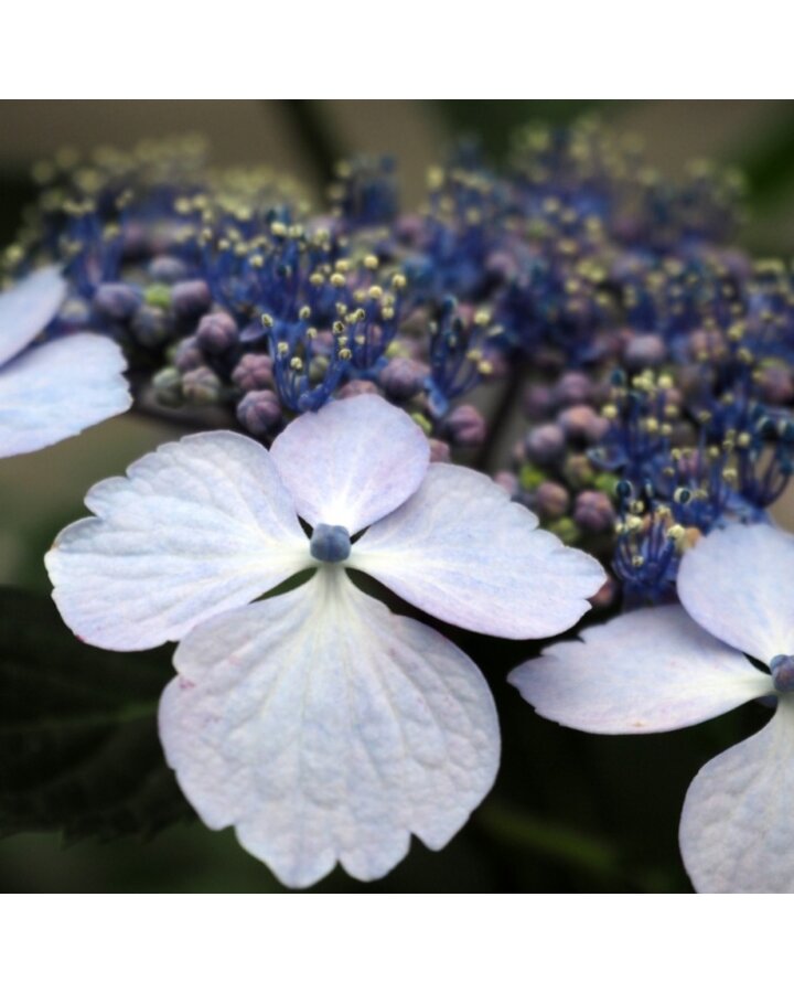 Hydrangea aspera 'Macrophylla' | Hortensia