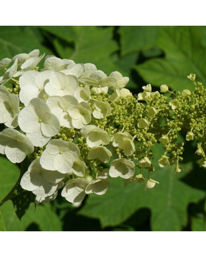 Hydrangea quercifolia | Hortensia