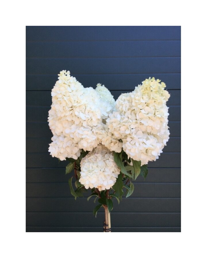 Hydrangea pan. 'Vanille Fraise' | Pluimhortensia