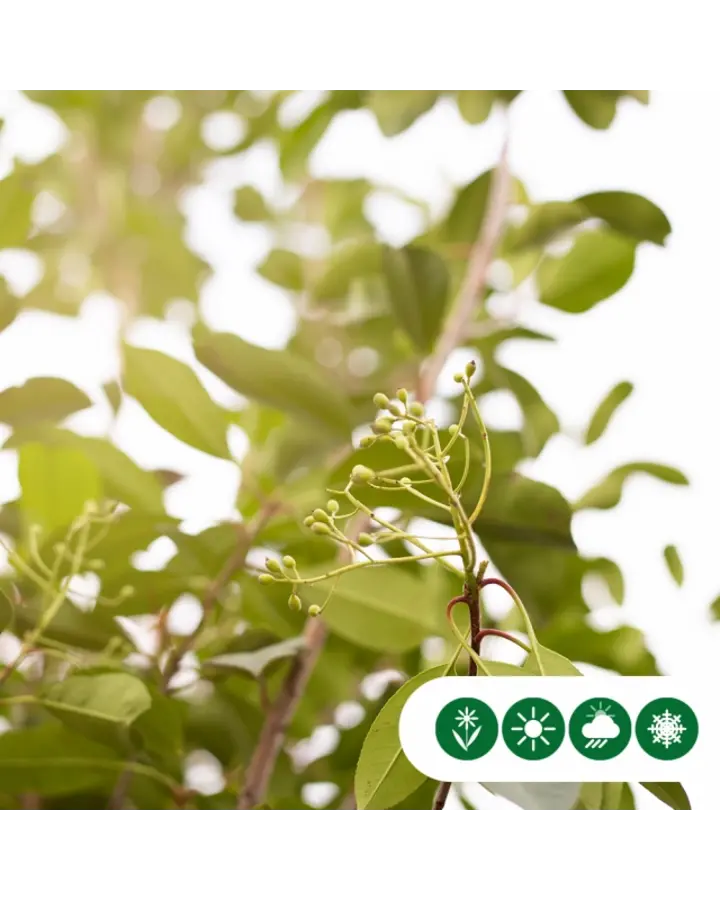 Photinia fraseri 'Red Robin' | Glansmispel boomvorm