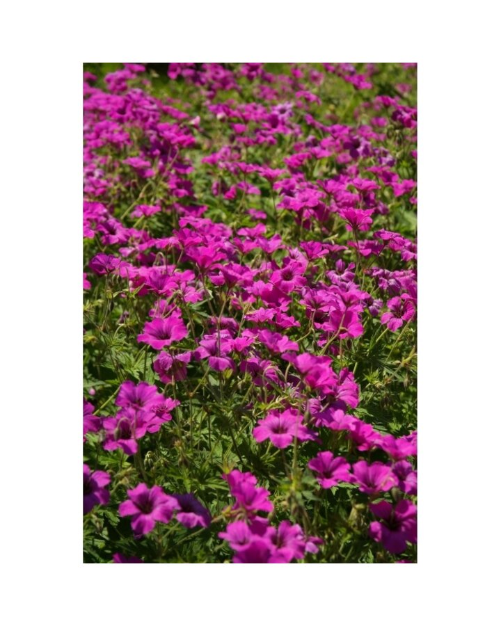 Geranium cantabrigiense 'Karmina' | Ooievaarsbek