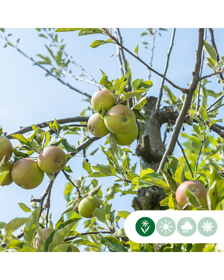 ‘Malus domestica 'Elstar' | Oude appelboom