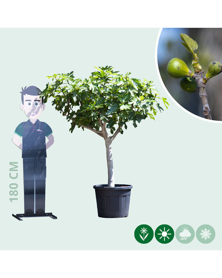 Ficus Carica | Vijgenboom halfstam