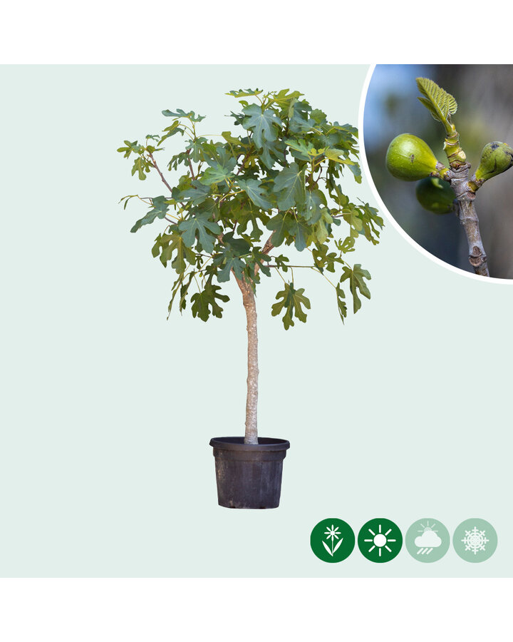 Ficus Carica | Vijgenboom halfstam