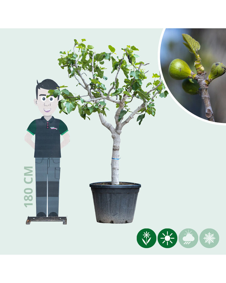 Ficus Carica | Vijgenboom halfstam