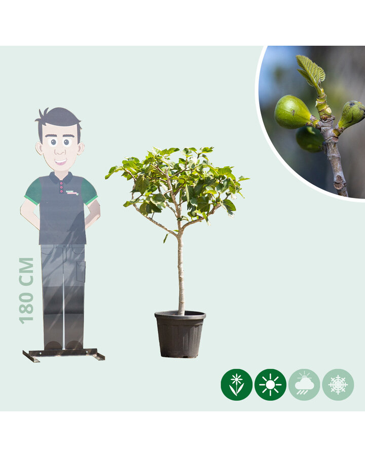 Ficus Carica | Vijgenboom halfstam