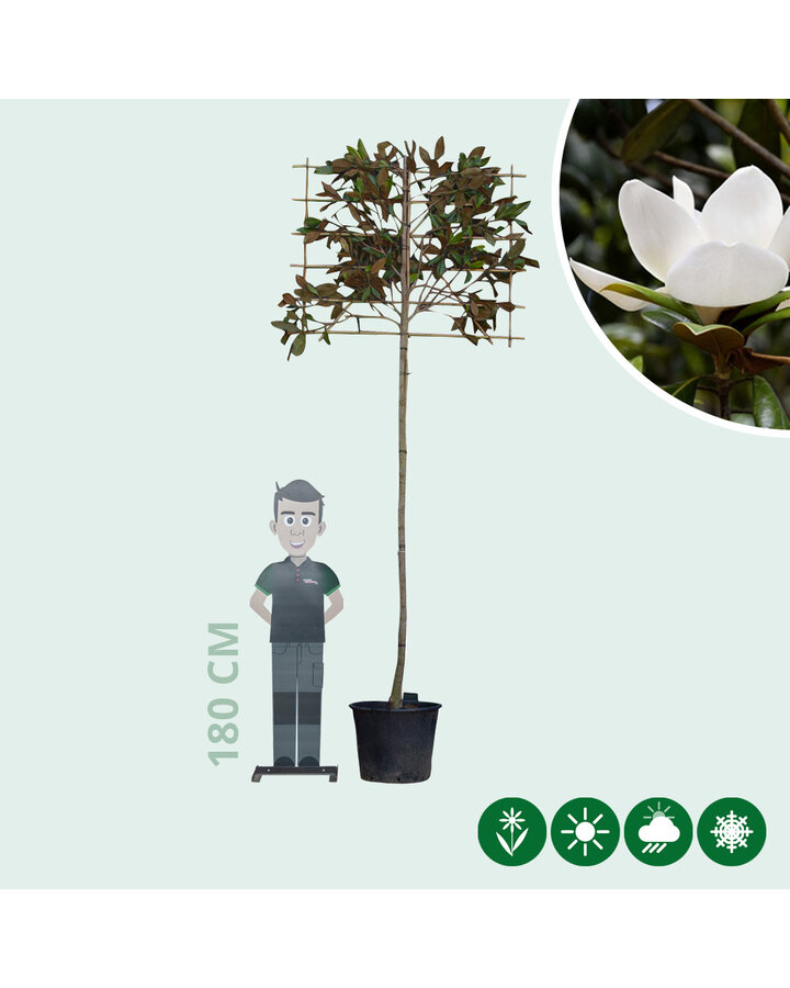 Magnolia grandiflora | Leimagnolia